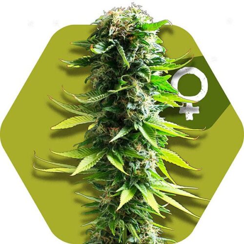 Dope Breeders - ZAMBEZA SEEDS Blue Spider Image