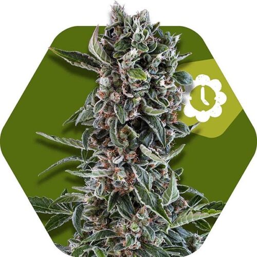 Dope Breeders - ZAMBEZA SEEDS Blueberry Cheese Auto Image