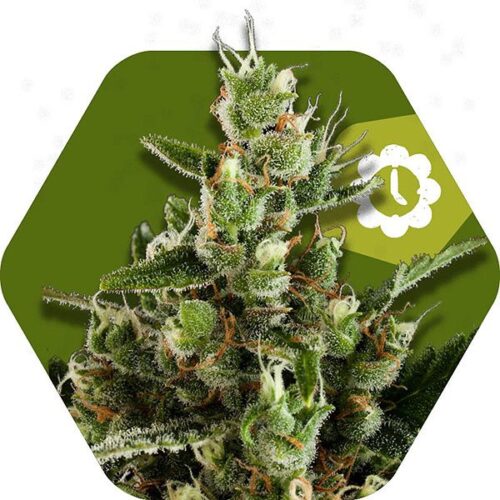 Dope Breeders - ZAMBEZA SEEDS Candy Caramelo Auto Image