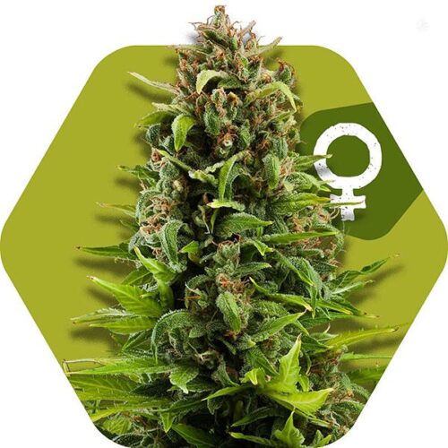 Dope Breeders - ZAMBEZA SEEDS NYC Diesel Image