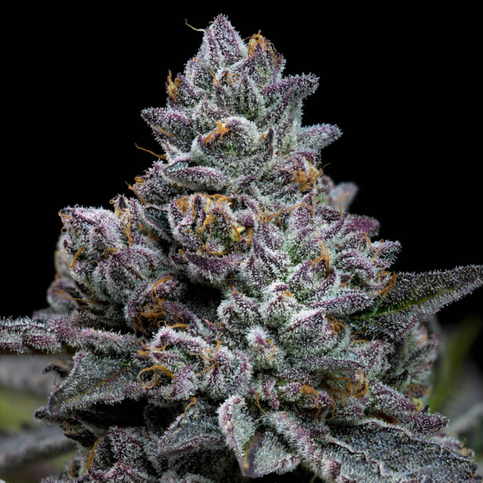 Apple Fritter
