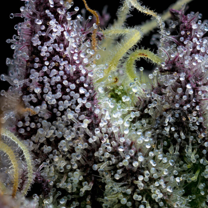Apple Fritter - Image 3
