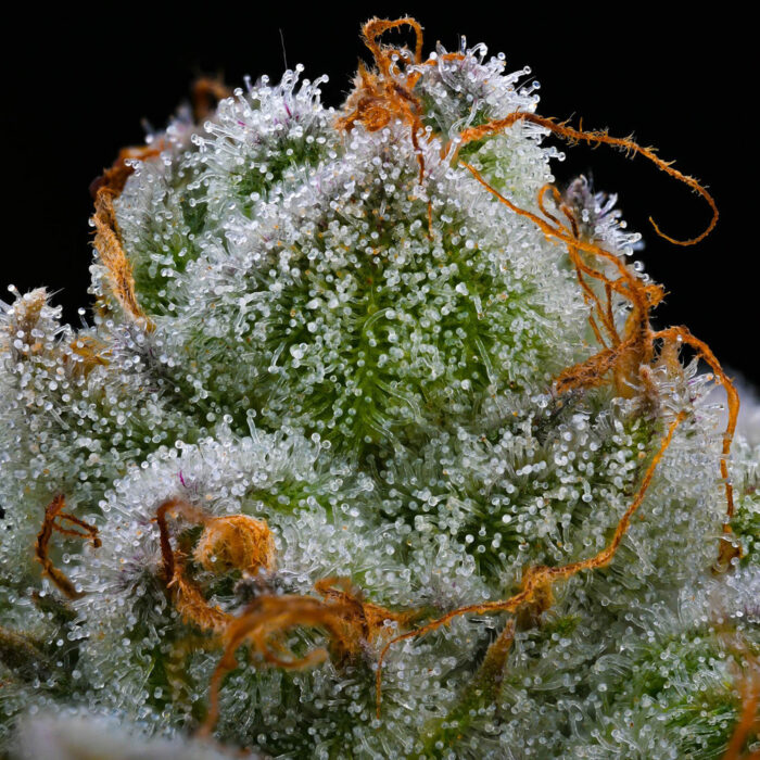 Blue Dream - Image 2