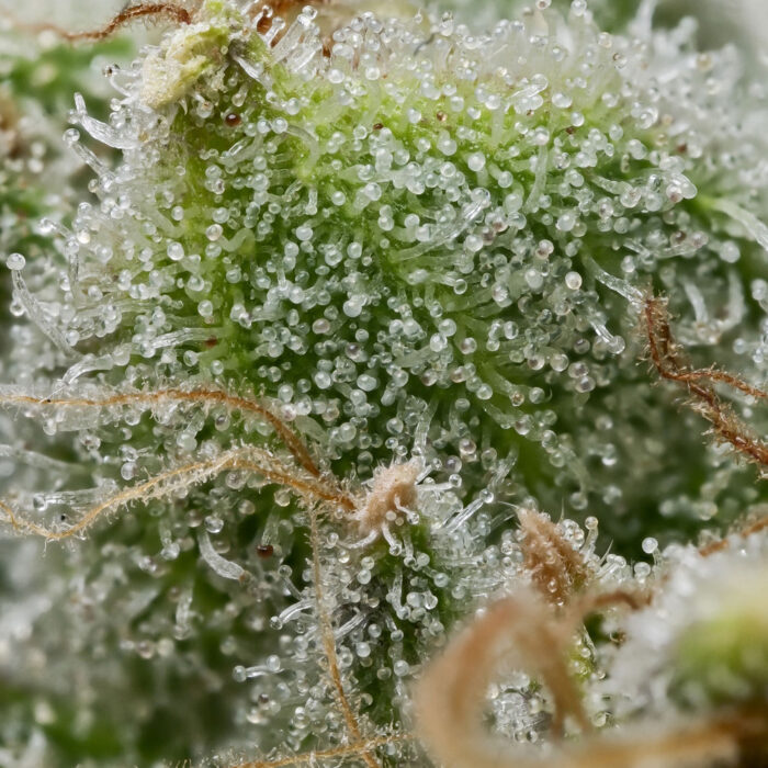Bruce Banner - Image 3