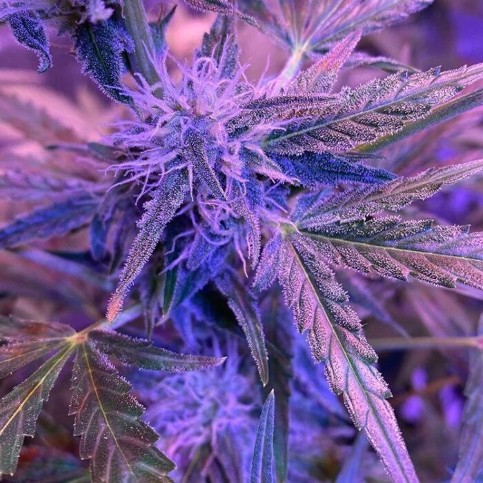 AK48 Automatic