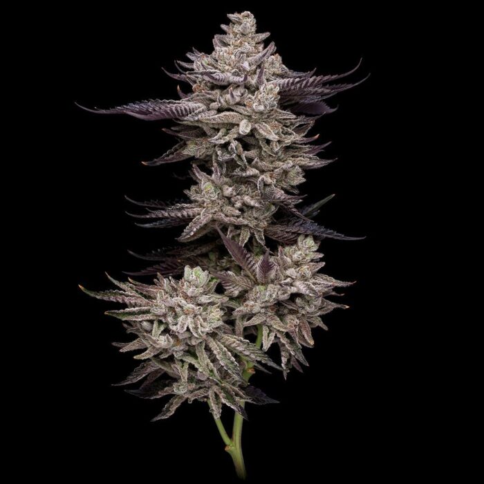 EL Valle Haze