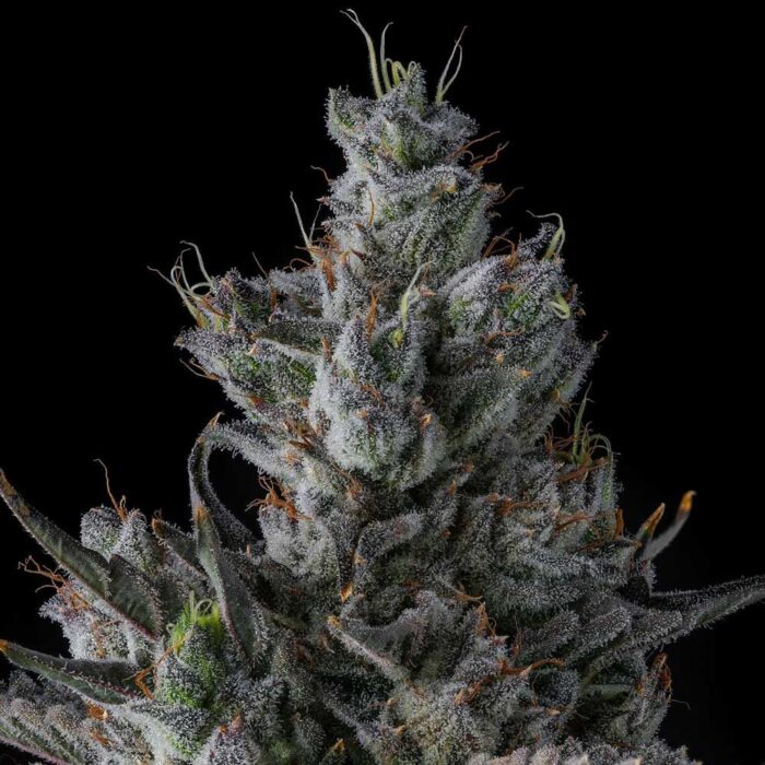 Guwop Green - Image 2