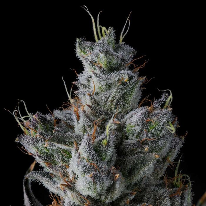 Guwop Green - Image 3