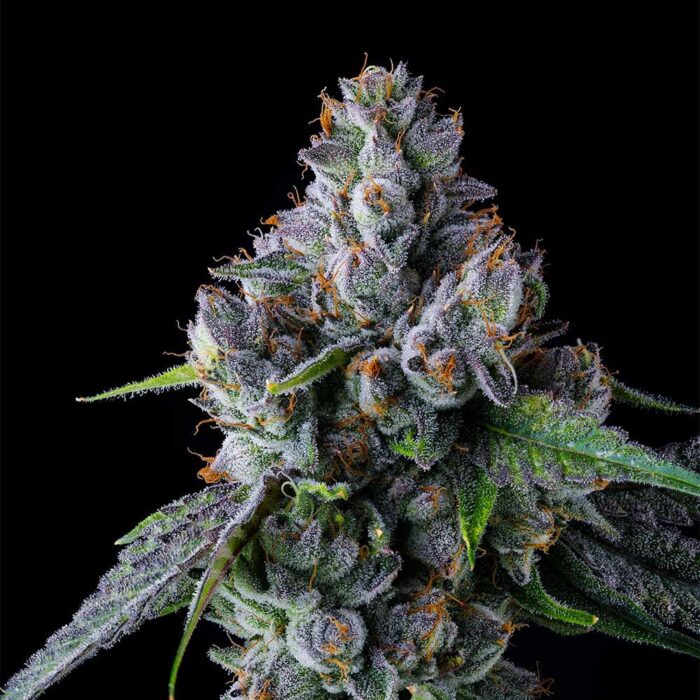 Trillianz - Image 3