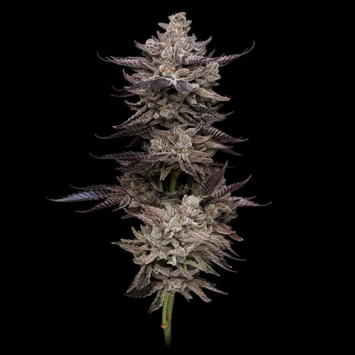 EL Valle Haze - Image 3