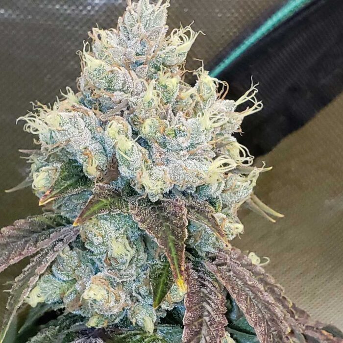 Hayabusa OG - Image 2