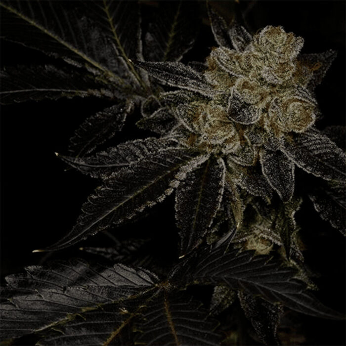 Dope Breeders - Archive Seedbank Biohazard Image