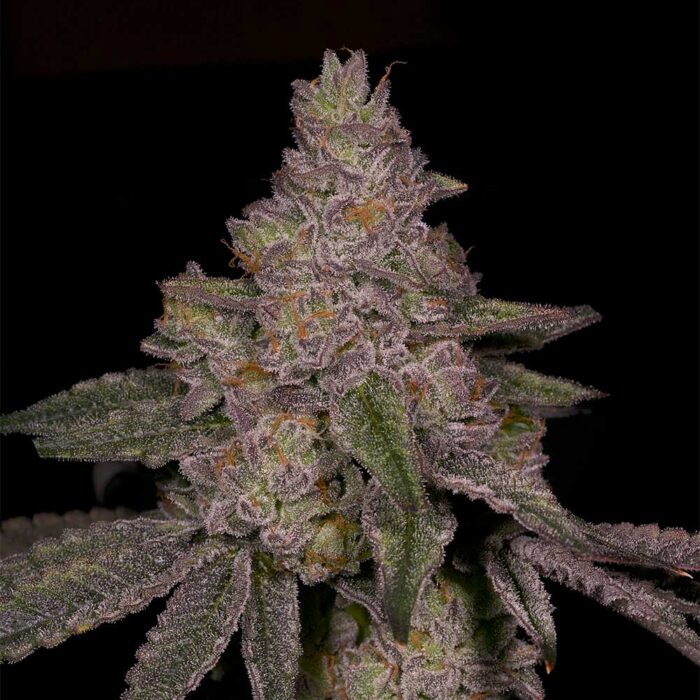 Dope Breeders - Archive Seedbank Blue Belts Image