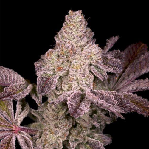 Dope Breeders - Archive Seedbank Dark Rainbow 2.0 Image