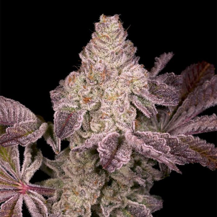 Dope Breeders - Archive Seedbank Dark Rainbow 2.0 Image