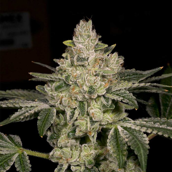 Dope Breeders - Archive Seedbank Hash Blast Image