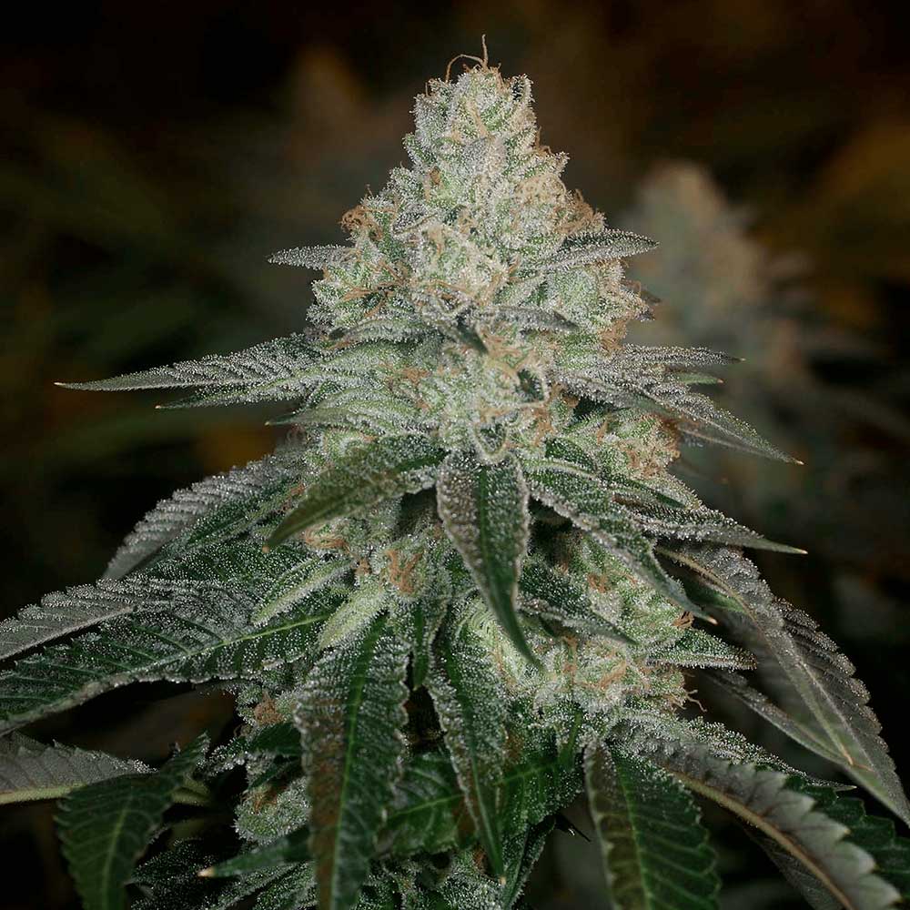 Dope Breeders - Archive Seedbank Hazmat Image