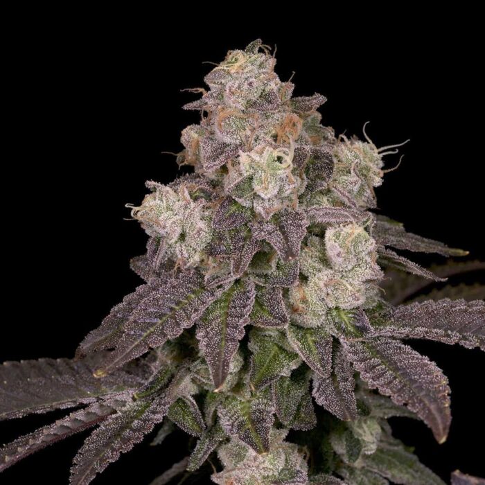 Dope Breeders - Archive Seedbank Moonbow 112 IX Image