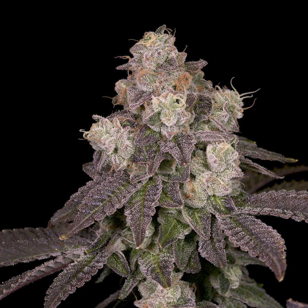 Dope Breeders - Archive Seedbank Moonbow 112 IX Image