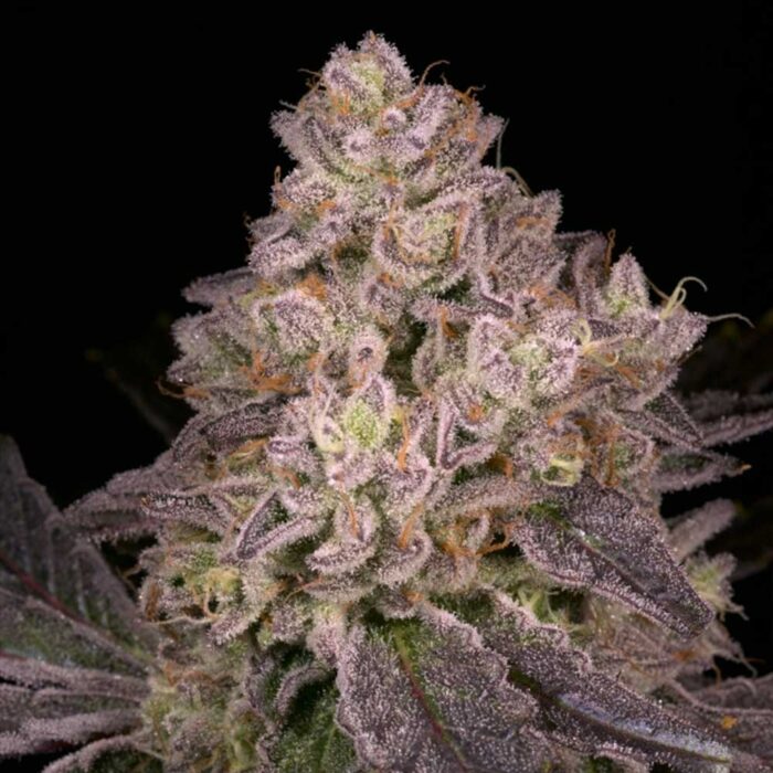 Dope Breeders - Archive Seedbank NFS Image