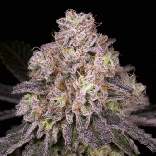 Dope Breeders - Archive Seedbank North Star Image