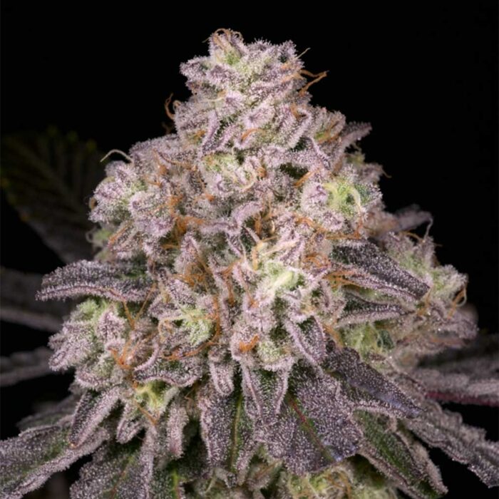 Dope Breeders - Archive Seedbank North Star Image