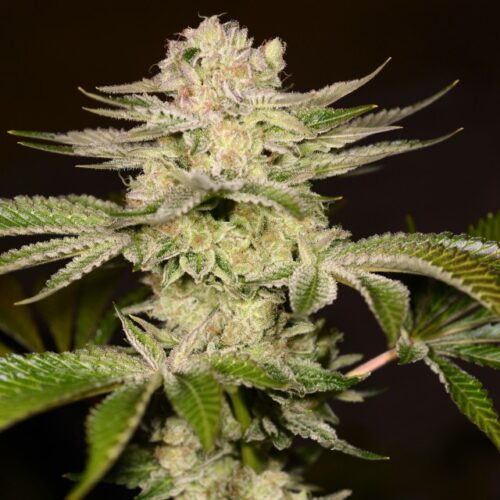 Dope Breeders - Archive Seedbank PetroChem Image