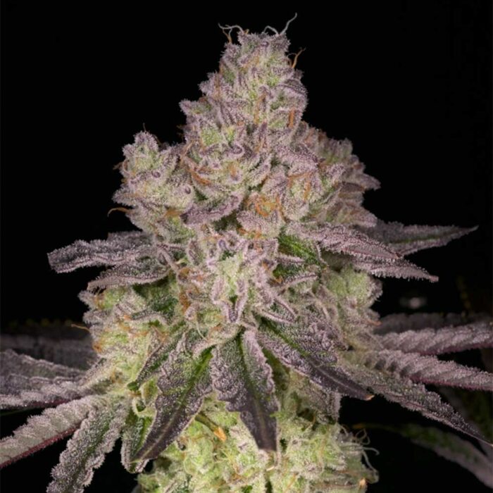 Dope Breeders - Archive Seedbank Prodigy Image