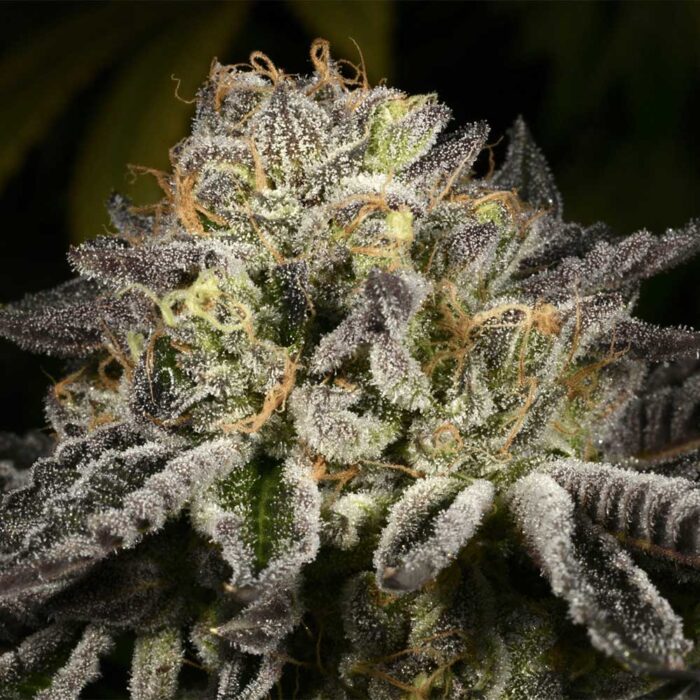 Dope Breeders - Archive Seedbank Purp Skurp Image