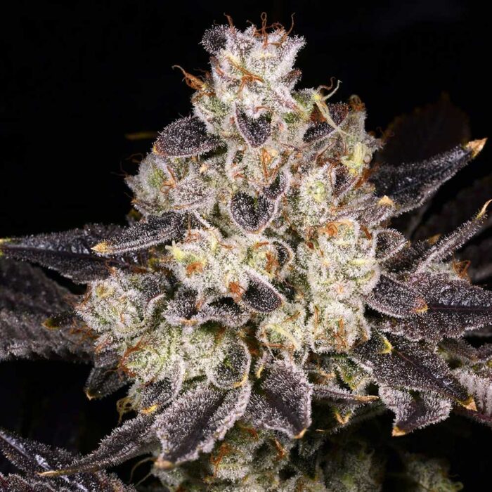 Dope Breeders - Archive Seedbank Rainbow Belts 2.0 Image