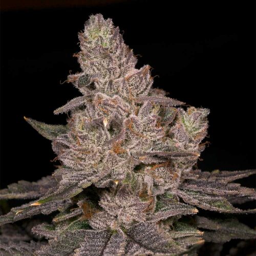 Dope Breeders - Archive Seedbank Slurricane Image