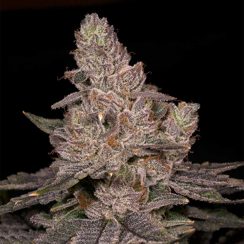 Dope Breeders - Archive Seedbank Slurricane Image