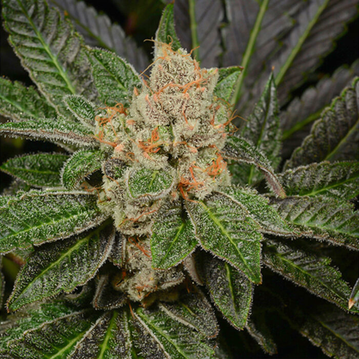 Dope Breeders - Archive Seedbank Sugar Biscuits Image