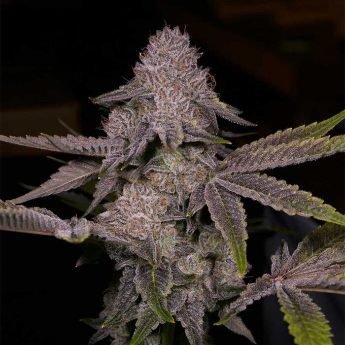 Dope Breeders - Archive Seedbank Tar Image