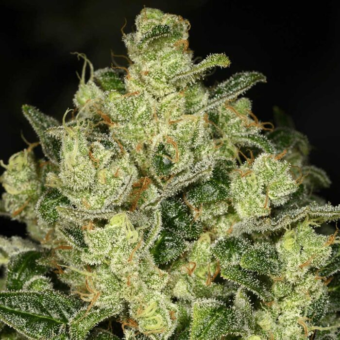 Dope Breeders - Archive Seedbank Trunk Funk Image
