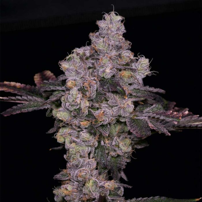 Dope Breeders - Archive Seedbank Zsunami Image