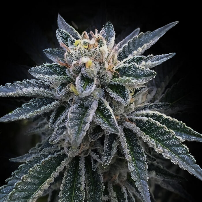 Dope Breeders - DNA Genetics 3Peat Image