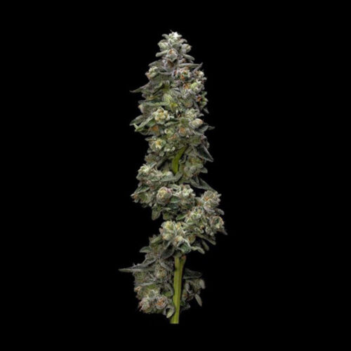 Dope Breeders - DNA Genetics Auto Bakers Delight Image