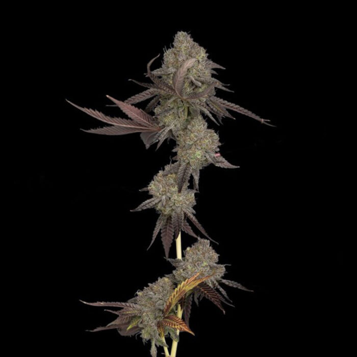 Dope Breeders - DNA Genetics Auto DNA Cake Image