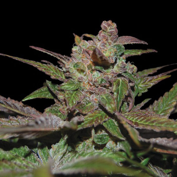 Dope Breeders - DNA Genetics Auto Purple Wreck Image