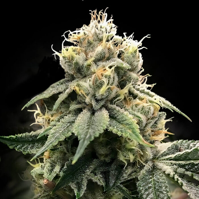Dope Breeders - DNA Genetics C.T.S aka Chocolate Truffle Shuffle Image
