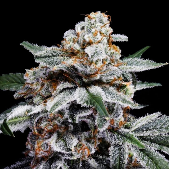 Dope Breeders - DNA Genetics Canelo Autoflowering Image
