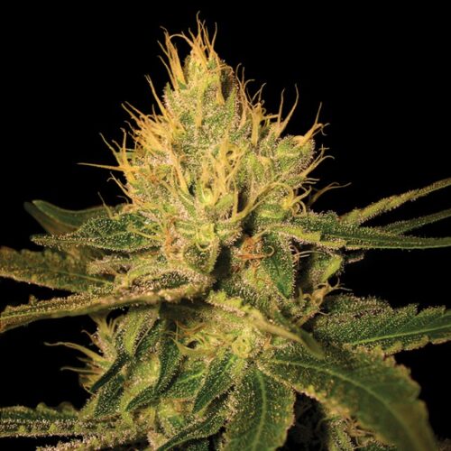 Dope Breeders - DNA Genetics Cannalope Haze Image