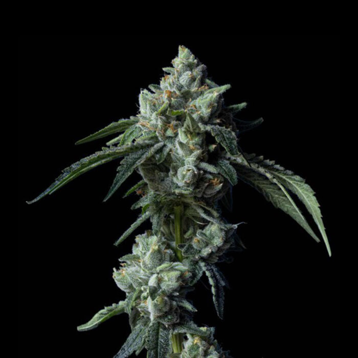 Dope Breeders - DNA Genetics Challah Bread Image