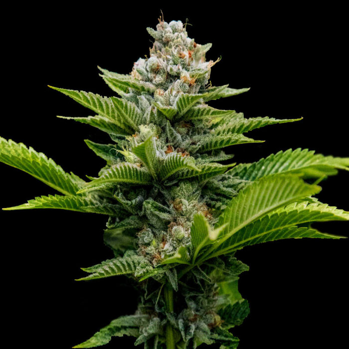 Dope Breeders - DNA Genetics Challah Cake Image