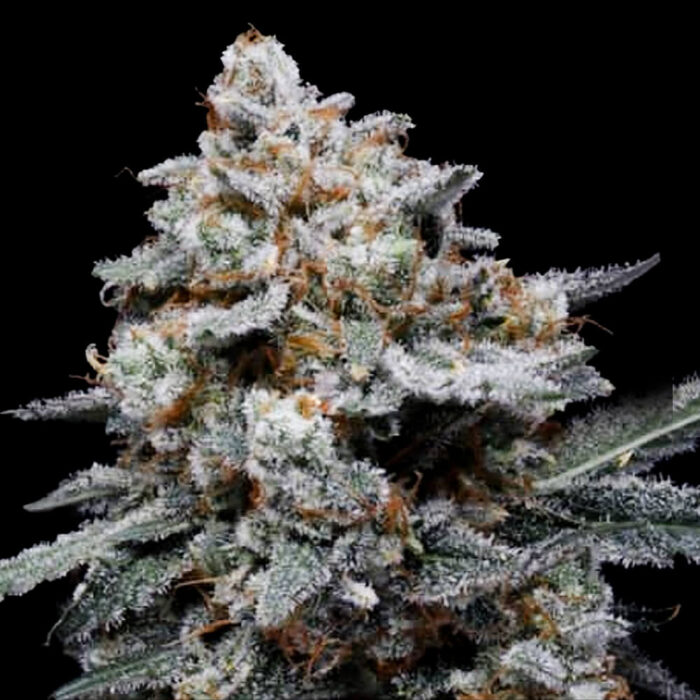 Dope Breeders - DNA Genetics CheMACal Romance Image