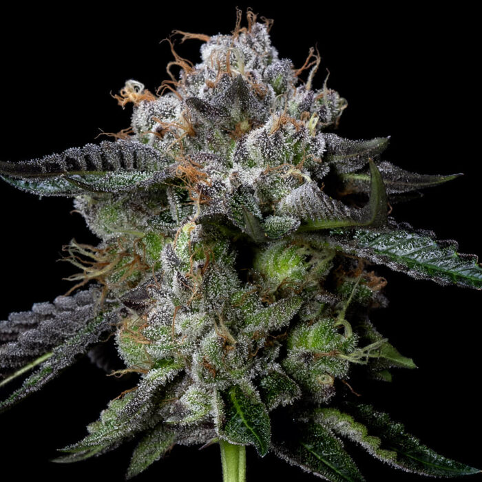 Dope Breeders - DNA Genetics Four Prophets Image
