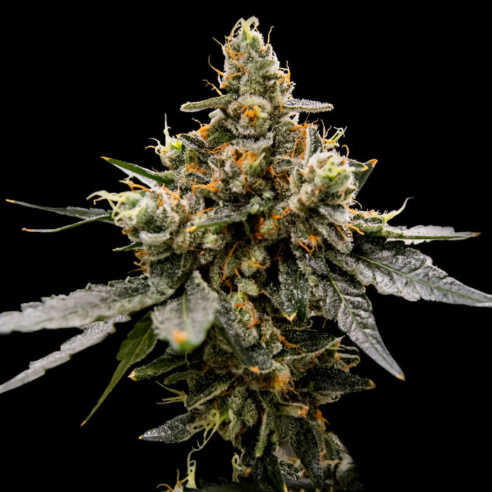 Dope Breeders - DNA Genetics Gaz Money Image