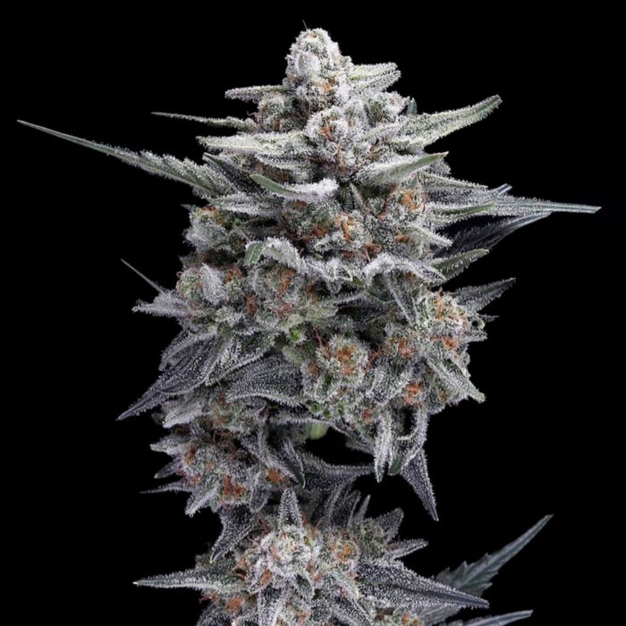 Dope Breeders - DNA Genetics HG23 Autoflowering Image