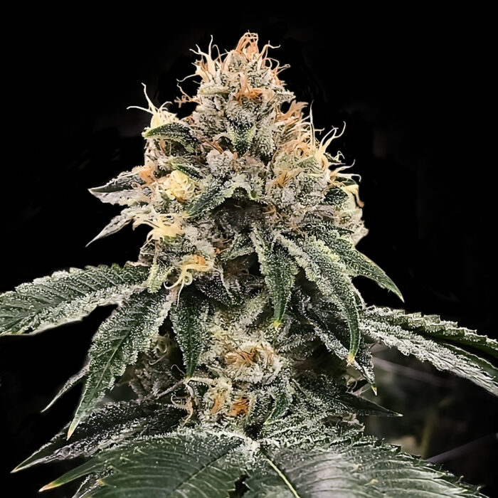 Dope Breeders - DNA Genetics HG23 aka Michael Jordan Image